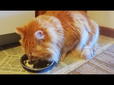 BOILED CHICKEN FOR CAT&rsquo;S SENSITIVE STOMACH