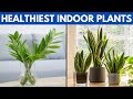 12 of the healthiest plants to have in your house for a healthy lifestyle