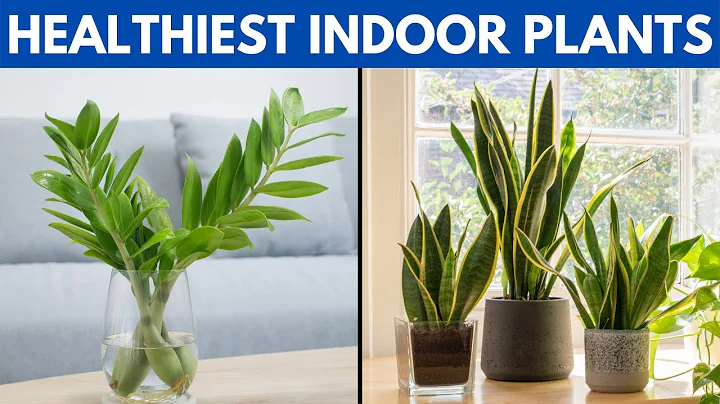 12 of The Healthiest Plants To Have In Your House For A Healthy Lifestyle - DayDayNews