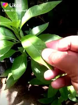 Daun Dewa ato sambung nyowo bemanfaat untuk...