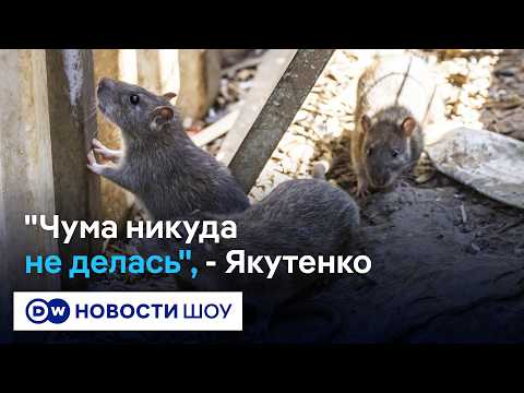 Виноваты мелкие грызуны? Откуда взялась чума в России #DWНовостиШоу
