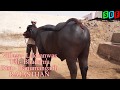 एक साधारण किसान के घर एक शानदार मूर्राह बुल।Beautiful Murrah Bull In Rajasthan