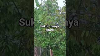 Sukur Punya Alfardbersyukur