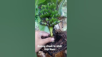 Buồng chuối đột biến siêu to khổng lồ.