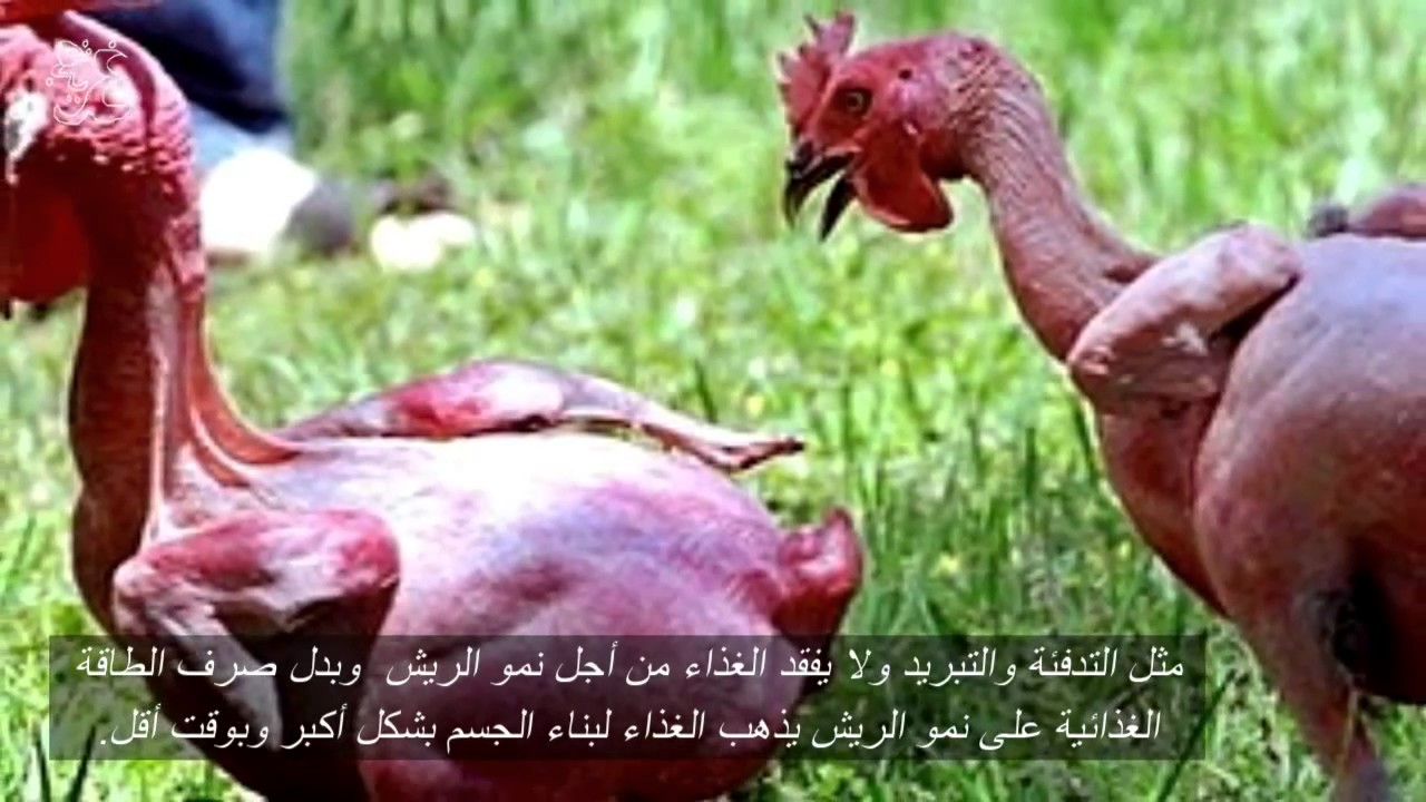 Image result for ‫دجاج بدون ريش‬‎
