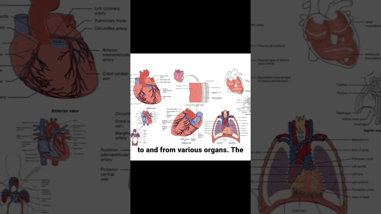 Structural Organization in Animals Made Easy | Tissues & Frog Dissection | Class 11 + NEET Bio