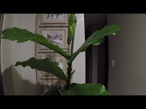 Fiddle Leaf Fig Tree Timelapse