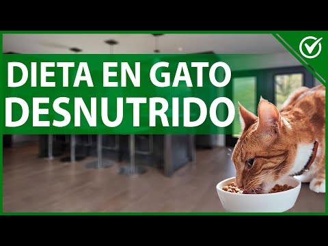 🐈 Así Debes Engordar Sanamente a un Gato Desnutrido por su Propio Bien 🐈🍗