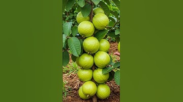 🌿Grow Guava Trees Faster with These Pro Tips for Beginners! #guava