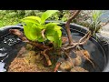 Simple mini pond making