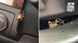 ‘I’m going to die!’: Woman terrified by huge spider in her car
