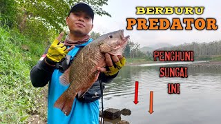 Mancing Di Sungai Lagimasih Target Ikan Mangrove Jack