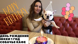 видео: Французский Бульдог Юкки/ Идем в Собачье Кафе/ День Рождение/ 1 год. картинка: Французский Бульдог Юкки/ Идем в Собачье Кафе/ День Рождение/ 1 год.