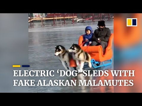 The latest trend in China: electric ‘dog’ sleds with fake Alaskan Malamutes