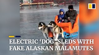 The latest trend in China: electric dog sleds with fake Alaskan Malamutes