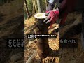筒取りおじさんのたけのこ剥き
