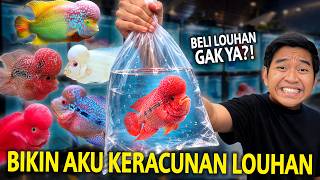 SAKING BAGUSNYA IKAN LOUHAN DISINI AKU KERACUNAN LOUHANI! NAMA KONTESNYA 2026 TANGERANG!