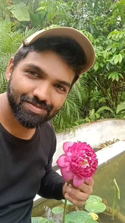 Stubborn Lotus Bud | If your lotus refuses to open its mature buds try this out !! #lotus #nelumbo