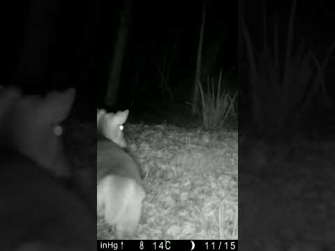 Fox scares off deer