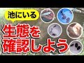 【庭の池】今現在、池にいる生態を確認しよう #19 2017.9.1