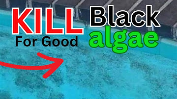 Say Goodbye to Black Algae: The Ultimate Pool Cleaning Guide!