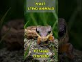 The Most Lying Animals