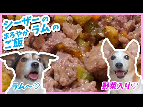 (犬のご飯)シーザーのまろやか ラム 野菜入りを食べたジャックラッセルテリア