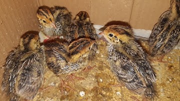 CÁCH NUÔI CHIM CÚT CON KHÔNG CHẾT CON NÀO