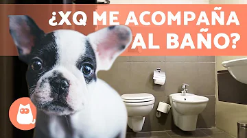 ¿Por qué mi perro me sigue al baño y no mi marido?