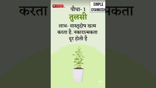 घर में जरूर लगाएंगे पौधे सुख समृद्धि वैभव के दाता : #Good #plants #Home #decoration #in #Indian