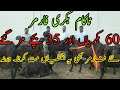 ناکام بکری فارمر|| 60 بکریاں اور 35 بچے مر گئے ||Goat Farming Buisness In Pakistan