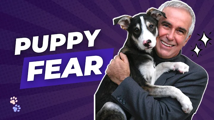 How to Handle Fear Periods in Puppies: Development Stages