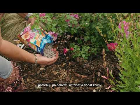 Video: Hnojiva na růže - druhy, vlastnosti, postup a normy použití