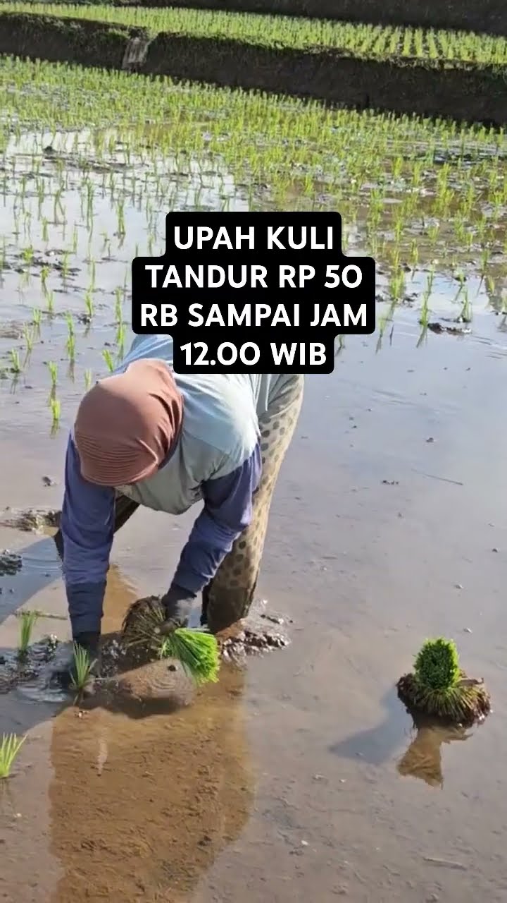Kerja Tandur Di Pesawahan Garut Jabar