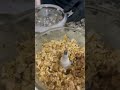 Mixing The Brisket And Chicken For The NEW Texas Bricken Burger Mixing The Brisket And Chicken For The NEW Texas Bricken Burger