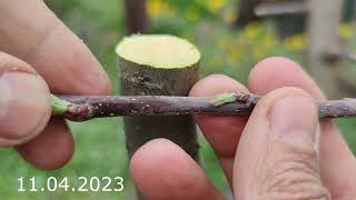 apple tree grafting // grafting an apple tree from one variety to another