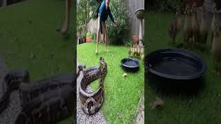 Caught On Cam Giant Python Swallows Baby Chick Alive Owners Desperate Rescue Python
