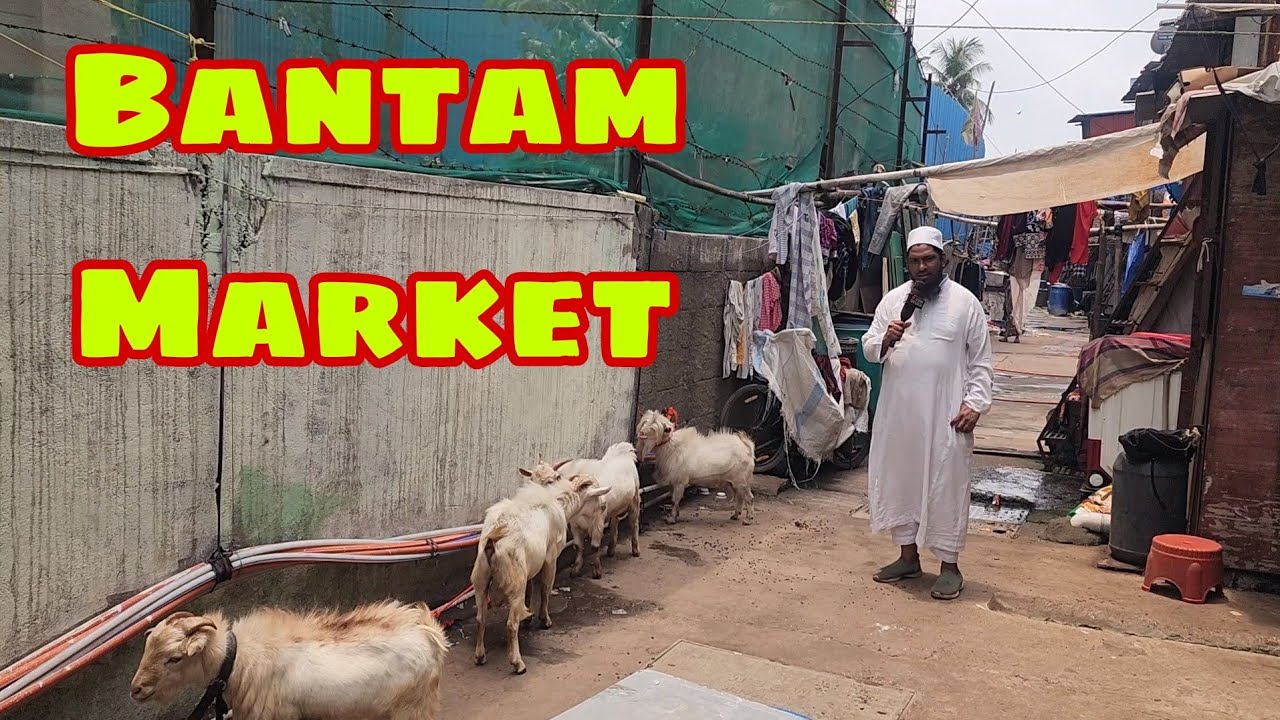 Hazrat Ne Banaya Bantam Bakra Mandi | Eid 2025 Ke Liye Tyaar Bakre | Shahfazal Bhai Bantam King.