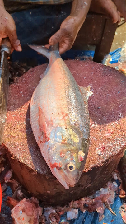 World Famous (Hilsa) Fish Cutting Skills 😱😳 || #shorts #fishcutting_skills #hilsa