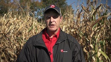 Harvesting Corn with Tar Spot