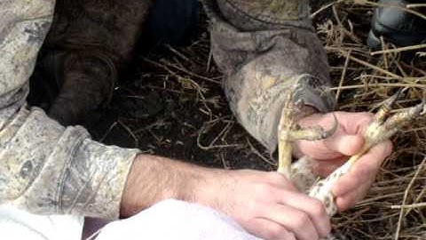 Trapping Red-Tailed Hawk with Apprentice for Falconry