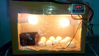 DIY Cardboard box egg incubator | DAY-14 | Rotating Eggs Manually | Birds Palace