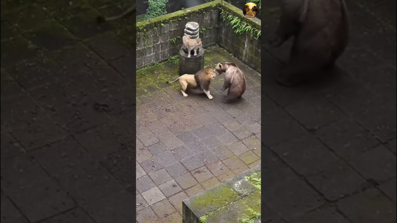 Roof Of The Wild! 🦁🏚️🐻Lion vs Grizzly Bear Battle on an Abandoned Rooftop!  