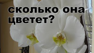 сколько времени цветет орхидея?  когда ждать цветения.Сколько раз в году цветут орхидеи  фаленопсис?