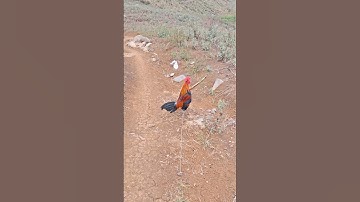 gà rừng mã đỏ gáy hay.qaib qus qua zoo