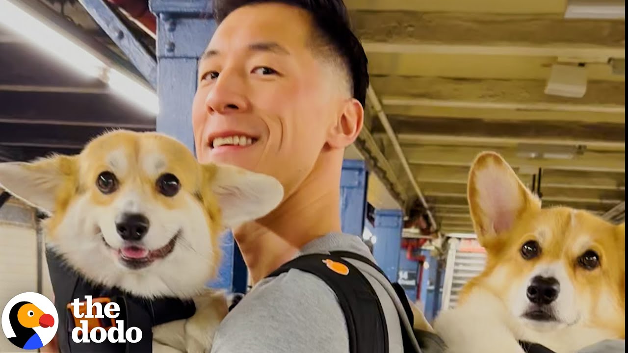 Introverted Corgi Is Happiest Playing Fetch By Himself