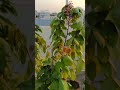 Star fruits # grow bags # terrace gardening #ytshorts