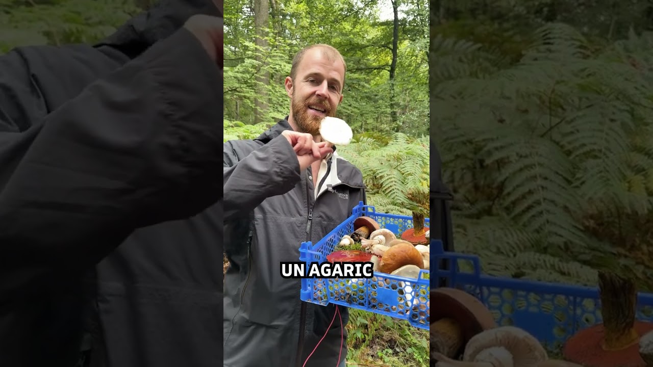 champignons jardin - Guide vidéo