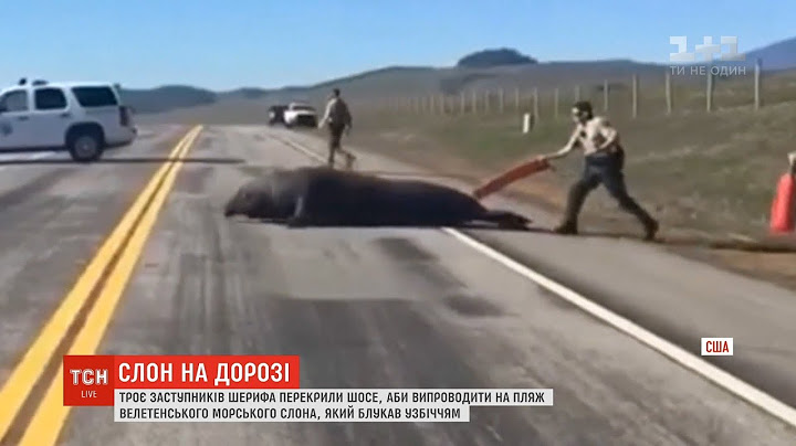 Поліція Каліфорнії провела спецоперацію з порятунку морського слона, який розгулював трасою