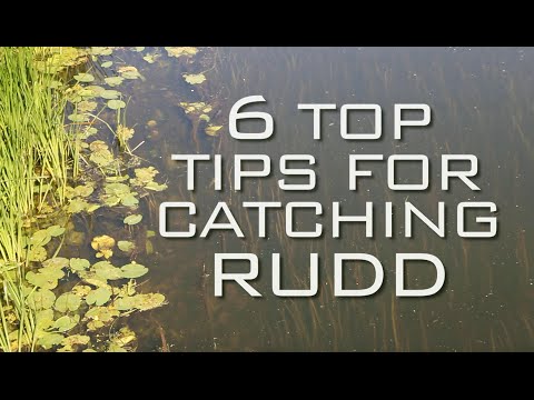 Video: How To Catch Rudd